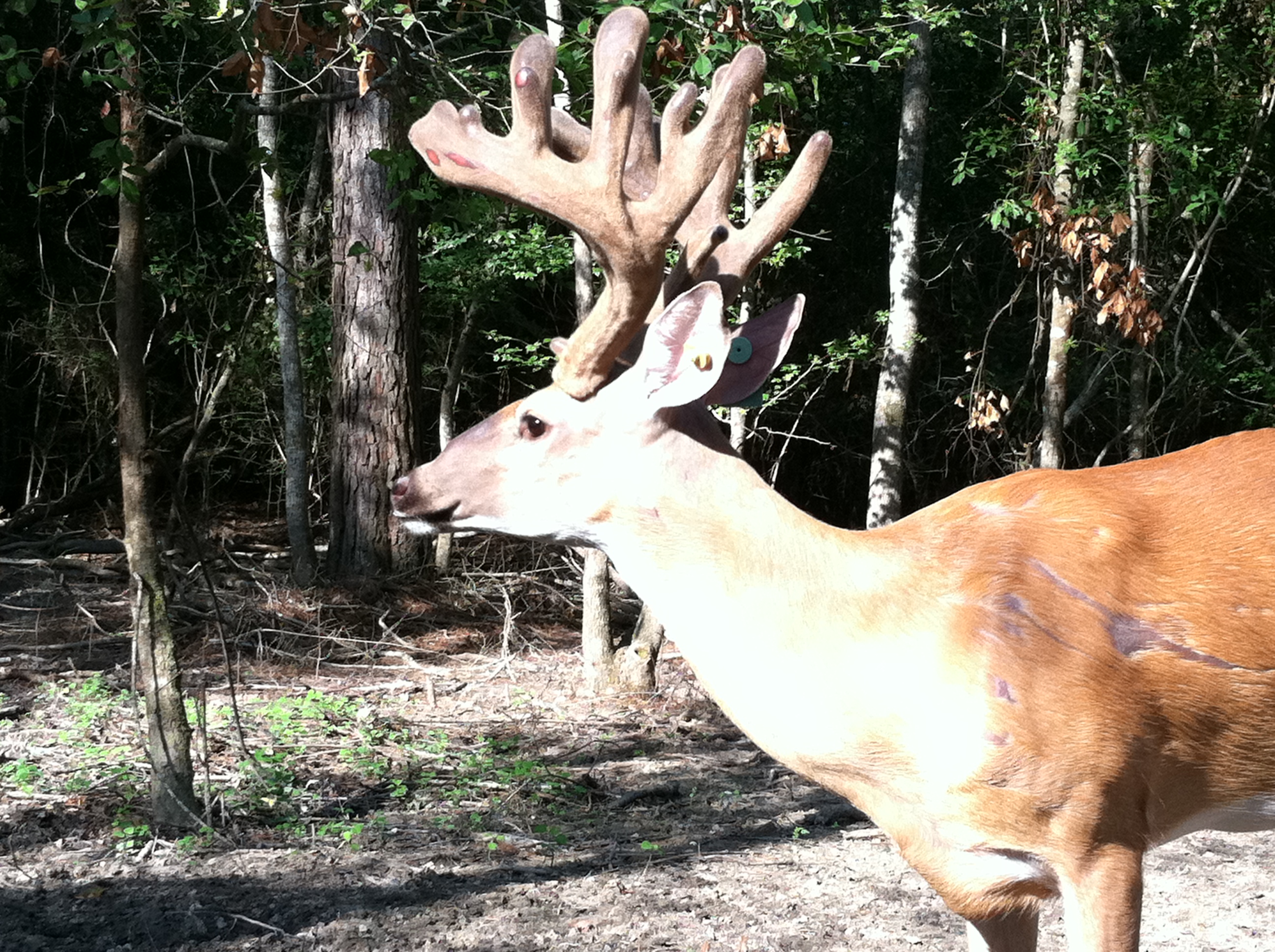 Superior Whitetail Deer For Sale, Breeder Bucks, Stocker Bucks
